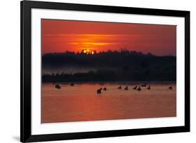 Flock of Coot (Fulica Atra) on Lake at Sunset, Pusztaszer, Hungary, May 2008-Varesvuo-Framed Photographic Print