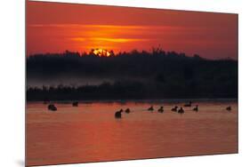 Flock of Coot (Fulica Atra) on Lake at Sunset, Pusztaszer, Hungary, May 2008-Varesvuo-Mounted Photographic Print