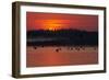 Flock of Coot (Fulica Atra) on Lake at Sunset, Pusztaszer, Hungary, May 2008-Varesvuo-Framed Photographic Print