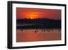 Flock of Coot (Fulica Atra) on Lake at Sunset, Pusztaszer, Hungary, May 2008-Varesvuo-Framed Photographic Print