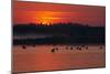 Flock of Coot (Fulica Atra) on Lake at Sunset, Pusztaszer, Hungary, May 2008-Varesvuo-Mounted Photographic Print