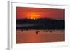 Flock of Coot (Fulica Atra) on Lake at Sunset, Pusztaszer, Hungary, May 2008-Varesvuo-Framed Photographic Print