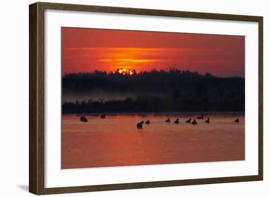 Flock of Coot (Fulica Atra) on Lake at Sunset, Pusztaszer, Hungary, May 2008-Varesvuo-Framed Photographic Print