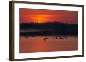 Flock of Coot (Fulica Atra) on Lake at Sunset, Pusztaszer, Hungary, May 2008-Varesvuo-Framed Photographic Print