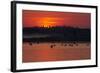 Flock of Coot (Fulica Atra) on Lake at Sunset, Pusztaszer, Hungary, May 2008-Varesvuo-Framed Photographic Print