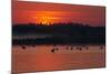 Flock of Coot (Fulica Atra) on Lake at Sunset, Pusztaszer, Hungary, May 2008-Varesvuo-Mounted Photographic Print