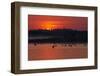 Flock of Coot (Fulica Atra) on Lake at Sunset, Pusztaszer, Hungary, May 2008-Varesvuo-Framed Photographic Print