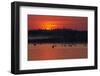 Flock of Coot (Fulica Atra) on Lake at Sunset, Pusztaszer, Hungary, May 2008-Varesvuo-Framed Photographic Print