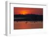 Flock of Coot (Fulica Atra) on Lake at Sunset, Pusztaszer, Hungary, May 2008-Varesvuo-Framed Photographic Print