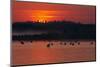 Flock of Coot (Fulica Atra) on Lake at Sunset, Pusztaszer, Hungary, May 2008-Varesvuo-Mounted Photographic Print