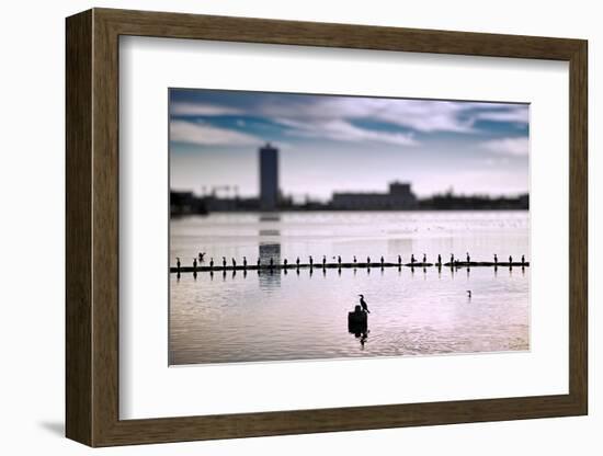 Flock of cormorants (Phalacrocorax carbo) lined up in a lake, Lake Merritt, Oakland, California...-null-Framed Photographic Print