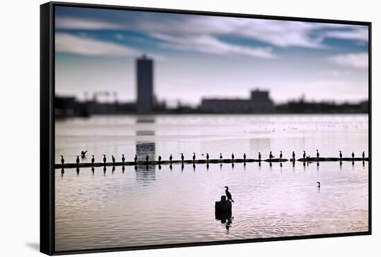 Flock of cormorants (Phalacrocorax carbo) lined up in a lake, Lake Merritt, Oakland, California...-null-Framed Stretched Canvas