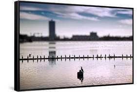 Flock of cormorants (Phalacrocorax carbo) lined up in a lake, Lake Merritt, Oakland, California...-null-Framed Stretched Canvas