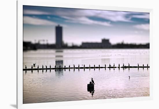 Flock of cormorants (Phalacrocorax carbo) lined up in a lake, Lake Merritt, Oakland, California...-null-Framed Photographic Print