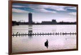 Flock of cormorants (Phalacrocorax carbo) lined up in a lake, Lake Merritt, Oakland, California...-null-Framed Photographic Print