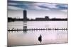 Flock of cormorants (Phalacrocorax carbo) lined up in a lake, Lake Merritt, Oakland, California...-null-Mounted Photographic Print