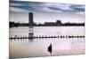 Flock of cormorants (Phalacrocorax carbo) lined up in a lake, Lake Merritt, Oakland, California...-null-Mounted Photographic Print