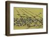 Flock of Dark-Bellied Brent Geese (Branta Bernicla) Feeding on Crops, South Swale, Kent, UK-Terry Whittaker-Framed Photographic Print