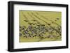 Flock of Dark-Bellied Brent Geese (Branta Bernicla) Feeding on Crops, South Swale, Kent, UK-Terry Whittaker-Framed Photographic Print