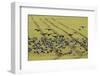 Flock of Dark-Bellied Brent Geese (Branta Bernicla) Feeding on Crops, South Swale, Kent, UK-Terry Whittaker-Framed Photographic Print