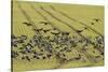 Flock of Dark-Bellied Brent Geese (Branta Bernicla) Feeding on Crops, South Swale, Kent, UK-Terry Whittaker-Stretched Canvas