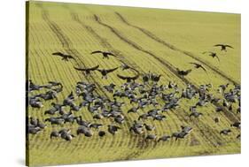 Flock of Dark-Bellied Brent Geese (Branta Bernicla) Feeding on Crops, South Swale, Kent, UK-Terry Whittaker-Stretched Canvas