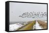 Flock of Dark-Bellied Brent Geese (Branta Bernicla) Flying over Sea Wall, South Swale, Kent-Terry Whittaker-Framed Stretched Canvas