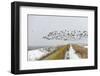 Flock of Dark-Bellied Brent Geese (Branta Bernicla) Flying over Sea Wall, South Swale, Kent-Terry Whittaker-Framed Photographic Print