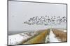 Flock of Dark-Bellied Brent Geese (Branta Bernicla) Flying over Sea Wall, South Swale, Kent-Terry Whittaker-Mounted Photographic Print