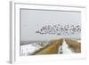 Flock of Dark-Bellied Brent Geese (Branta Bernicla) Flying over Sea Wall, South Swale, Kent-Terry Whittaker-Framed Photographic Print