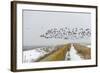Flock of Dark-Bellied Brent Geese (Branta Bernicla) Flying over Sea Wall, South Swale, Kent-Terry Whittaker-Framed Photographic Print