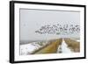 Flock of Dark-Bellied Brent Geese (Branta Bernicla) Flying over Sea Wall, South Swale, Kent-Terry Whittaker-Framed Photographic Print