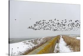 Flock of Dark-Bellied Brent Geese (Branta Bernicla) Flying over Sea Wall, South Swale, Kent-Terry Whittaker-Stretched Canvas