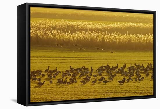 Flock of Dark-Bellied Brent Geese Feeding on Crops at Dusk, South Swale, Kent, UK, December-Terry Whittaker-Framed Stretched Canvas