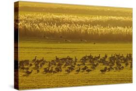 Flock of Dark-Bellied Brent Geese Feeding on Crops at Dusk, South Swale, Kent, UK, December-Terry Whittaker-Stretched Canvas