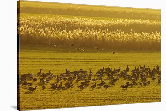 Flock of Dark-Bellied Brent Geese Feeding on Crops at Dusk, South Swale, Kent, UK, December-Terry Whittaker-Stretched Canvas