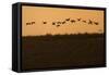 Flock of Demoiselle Cranes (Anthropoides Virgo) in Flight at Sunrise, Bagerova Steppe, Ukraine-Lesniewski-Framed Stretched Canvas