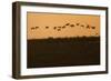 Flock of Demoiselle Cranes (Anthropoides Virgo) in Flight at Sunrise, Bagerova Steppe, Ukraine-Lesniewski-Framed Photographic Print