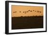 Flock of Demoiselle Cranes (Anthropoides Virgo) in Flight at Sunrise, Bagerova Steppe, Ukraine-Lesniewski-Framed Photographic Print