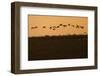 Flock of Demoiselle Cranes (Anthropoides Virgo) in Flight at Sunrise, Bagerova Steppe, Ukraine-Lesniewski-Framed Photographic Print