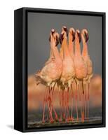 Flock of Eight Flamingos Wading in Water, Lake Nakuru, Kenya-null-Framed Stretched Canvas