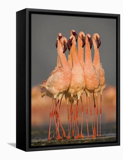 Flock of Eight Flamingos Wading in Water, Lake Nakuru, Kenya-null-Framed Stretched Canvas