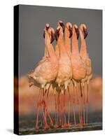 Flock of Eight Flamingos Wading in Water, Lake Nakuru, Kenya-null-Stretched Canvas