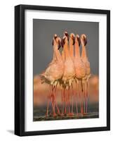 Flock of Eight Flamingos Wading in Water, Lake Nakuru, Kenya-null-Framed Photographic Print