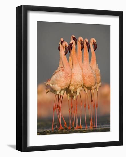 Flock of Eight Flamingos Wading in Water, Lake Nakuru, Kenya-null-Framed Photographic Print