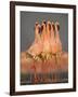 Flock of Eight Flamingos Wading in Water, Lake Nakuru, Kenya-null-Framed Photographic Print