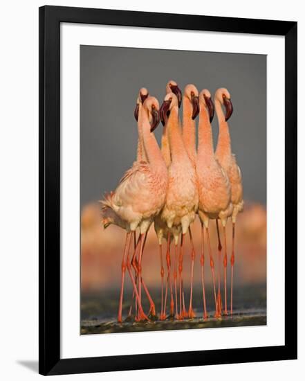 Flock of Eight Flamingos Wading in Water, Lake Nakuru, Kenya-null-Framed Photographic Print