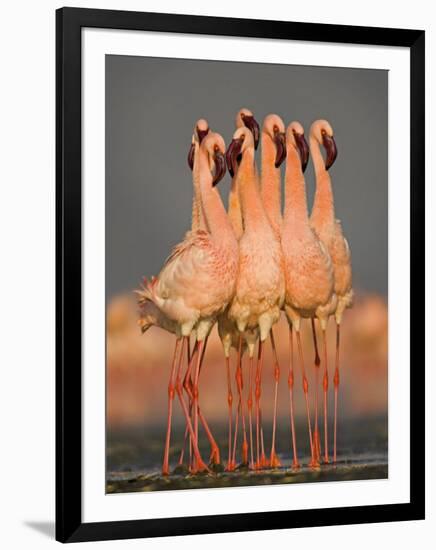 Flock of Eight Flamingos Wading in Water, Lake Nakuru, Kenya-null-Framed Photographic Print