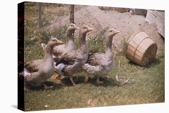 Flock of Geese on a Farm-William P. Gottlieb-Stretched Canvas