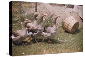 Flock of Geese on a Farm-William P. Gottlieb-Stretched Canvas